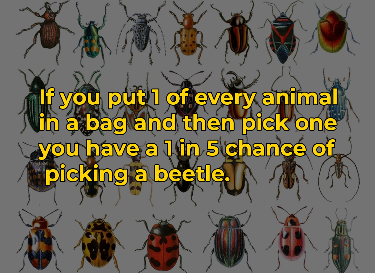 crazy and wtf facts - membrane winged insect - If you put 1 of every animal in a bag and then pick one you have a 1 in 5 chance of picking a beetle.