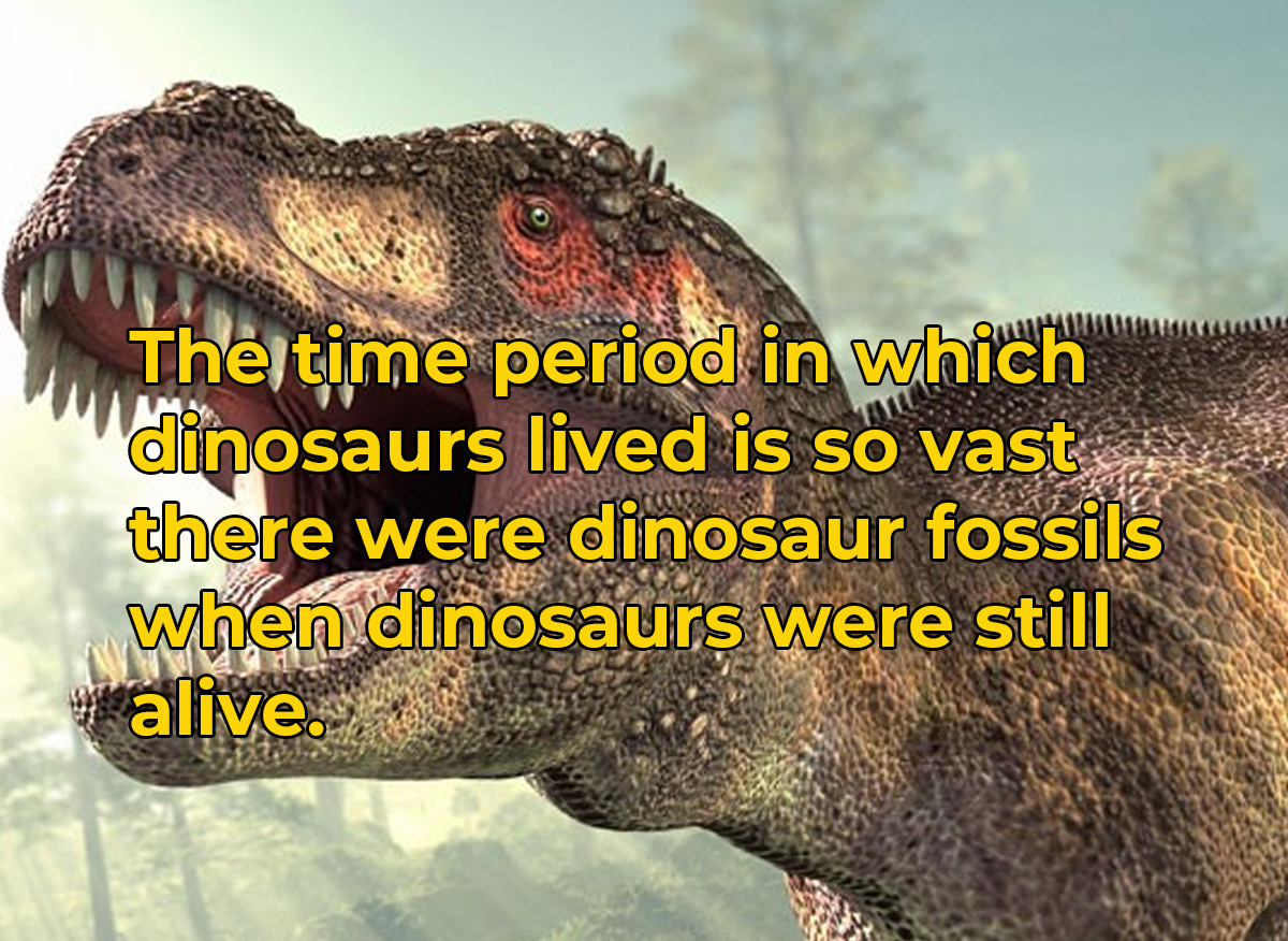 crazy and wtf facts - dinosaurs dinosaurs - The time period in which dinosaurs lived is so vast there were dinosaur fossils when dinosaurs were still alive.