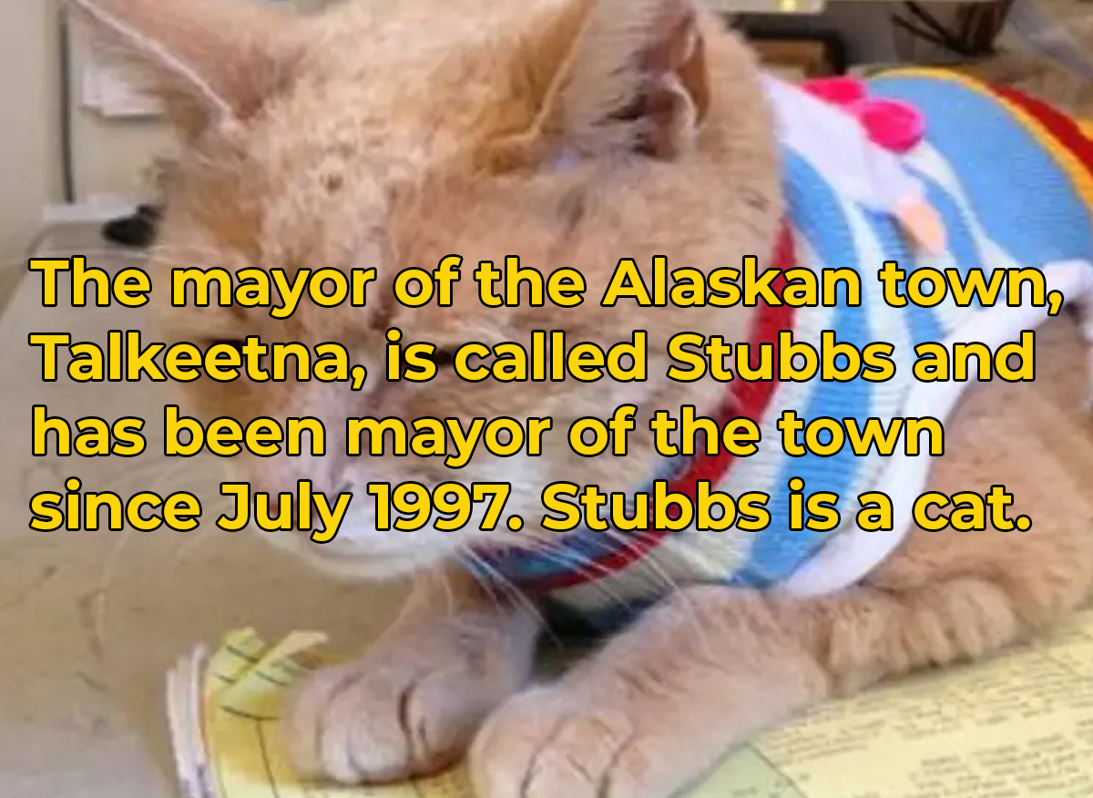 crazy and wtf facts - photo caption - The mayor of the Alaskan town, Talkeetna, is called Stubbs and has been mayor of the town since . Stubbs is a cat.