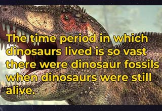 crazy and wtf facts - fauna - The time period in which dinosaurs lived is so vast there were dinosaur fossils when dinosaurs were still alive.