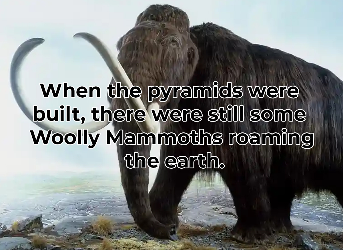 crazy and wtf facts - woolly mammoth coat - When the pyramids were built, there were still some Woolly Mammoths roaming the earth.