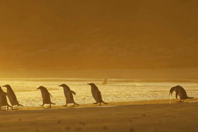 crappy wildlife pics - comedy wildlife photography awards 2020 penguin