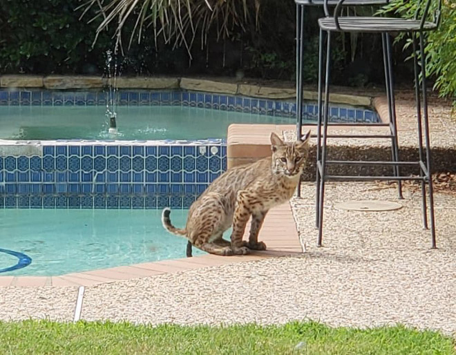 crappy wildlife pics - bobcat pooping in pool