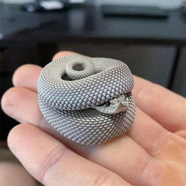 awesome random pics - cute snake