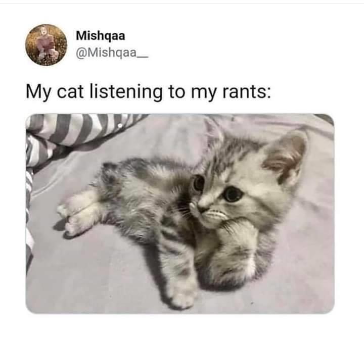 dank memes - me listening to my family discussion - Mishqaa My cat listening to my rants