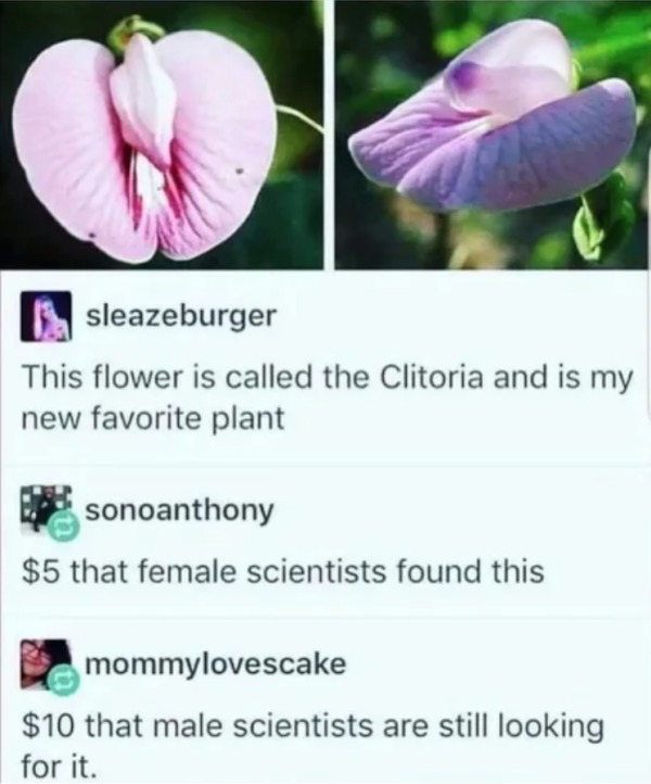 dirty pcis and memes - clitoria plant meme - sleazeburger This flower is called the Clitoria and is my new favorite plant sonoanthony $5 that female scientists found this mommylovescake $10 that male scientists are still looking for it.