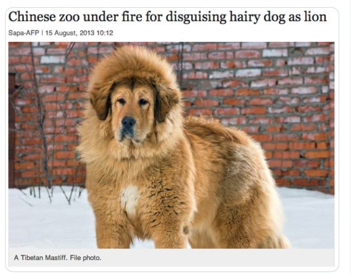 crazy news headlines - lion dog - Chinese zoo under fire for disguising hairy dog as lion SapaAfp | A Tibetan Mastiff. File photo.