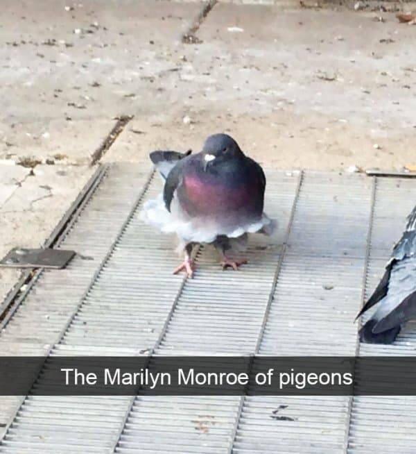 monday morning randomness - funny bird snapchats - The Marilyn Monroe of pigeons