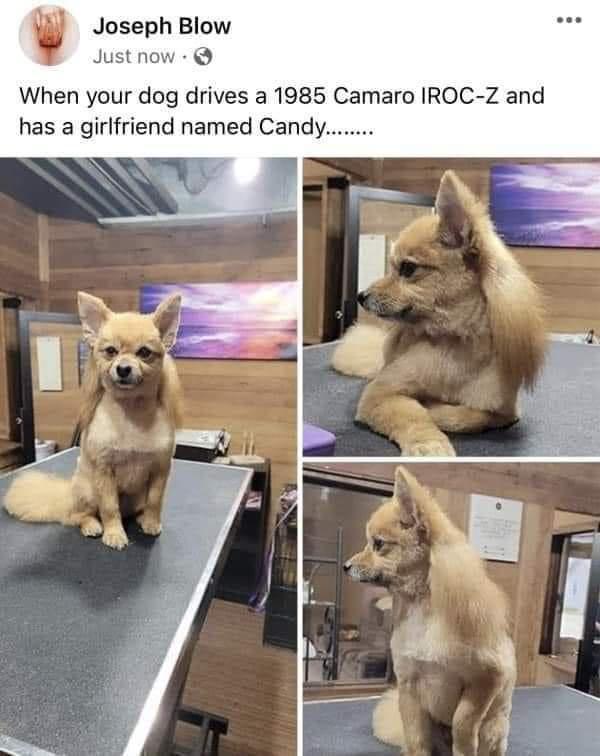 monday morning randomness - dog - Joseph Blow Just now. When your dog drives a 1985 Camaro IrocZ and has a girlfriend named Candy.........