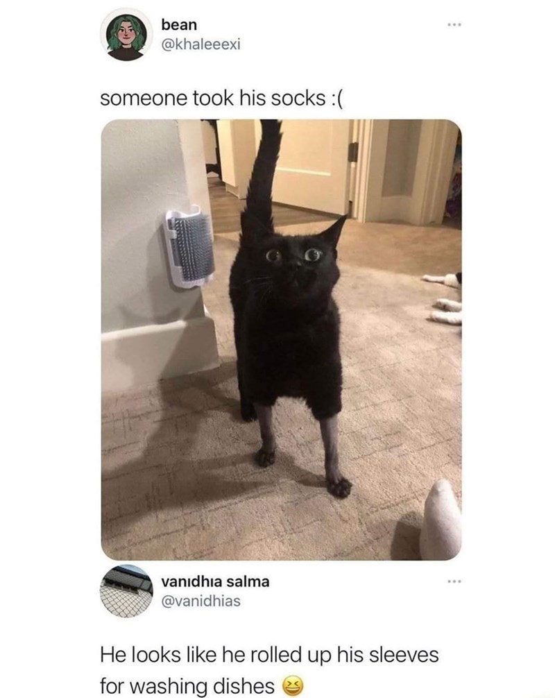 funny memes and pics - black cat - bean someone took his socks vanidhia salma He looks he rolled up his sleeves for washing dishes