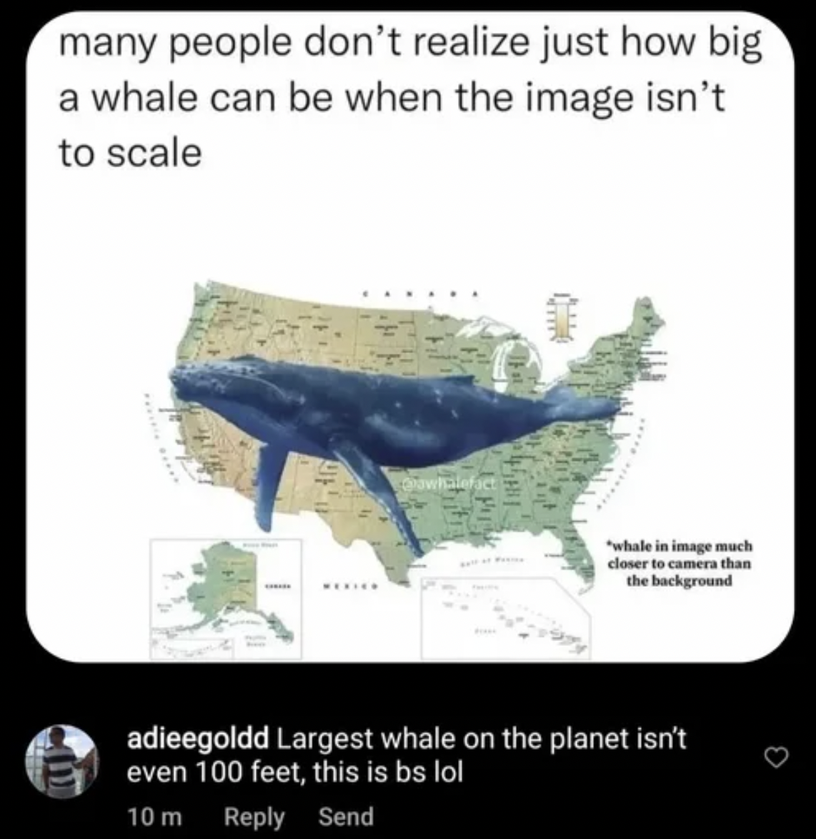 Didn't get the joke - map of us - many people don't realize just how big a whale can be when the image isn't to scal