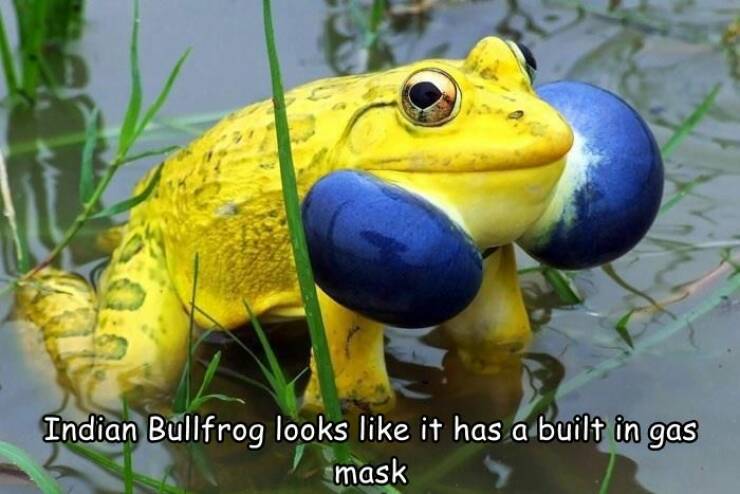monday morning randomness - ukraines national animal - Indian Bullfrog looks it has a built in gas mask