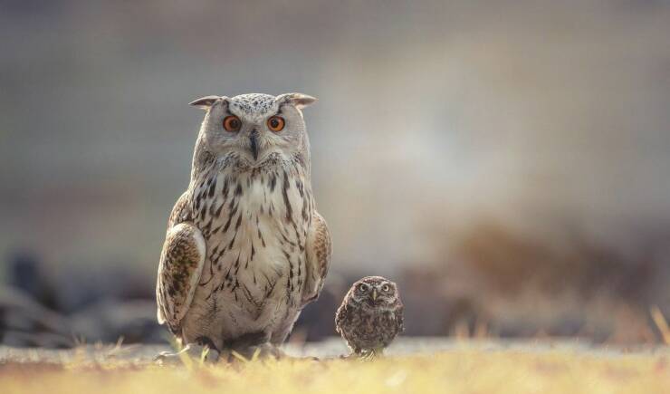 monday morning randomness - owl