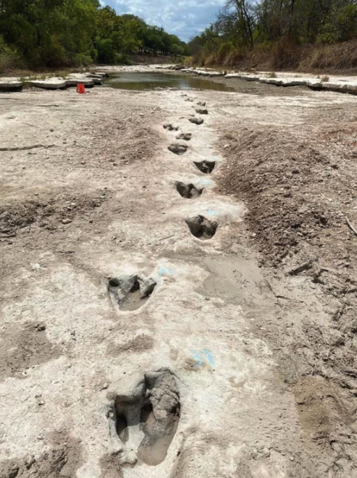 Spectacular Photos  - Amid a drought, the Dinosaur Valley State Park has discovered dinosaur footprints that have historically been covered by water and sediment. They date back more than 113 million years.
