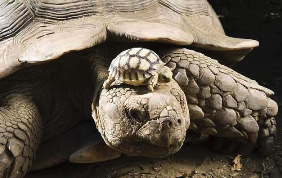 Spectacular Photos  - A 140-year-old mom, with her 5-day old son.
