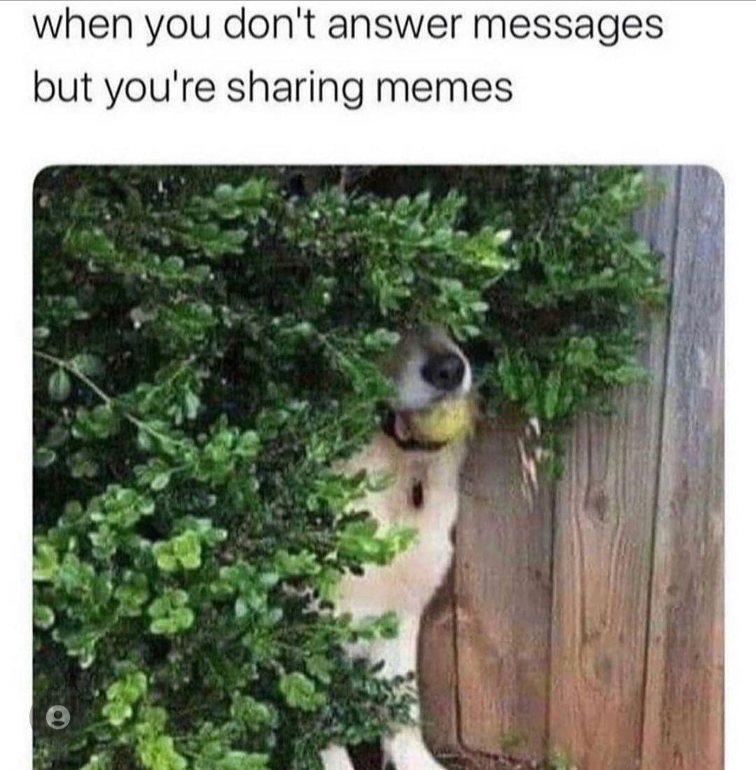 funny memes and pics - fauna - when you don't answer messages but you're sharing memes