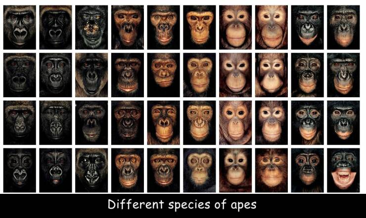 random pics - fifth ape - fet Different species of apes 10