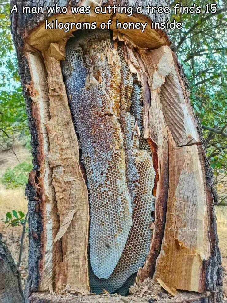 random pics - tree - A man who was cutting a tree finds 15 kilograms of honey inside