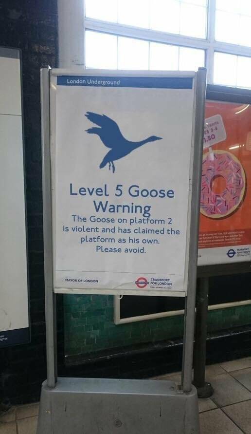 random pics - london underground level 5 goose warning - sights London Underground Level 5 Goose Warning The Goose on platform 2 is violent and has claimed the platform as his own. Please avoid. Mayor Of London Transport For London Travel Ls 26 1.50 For L