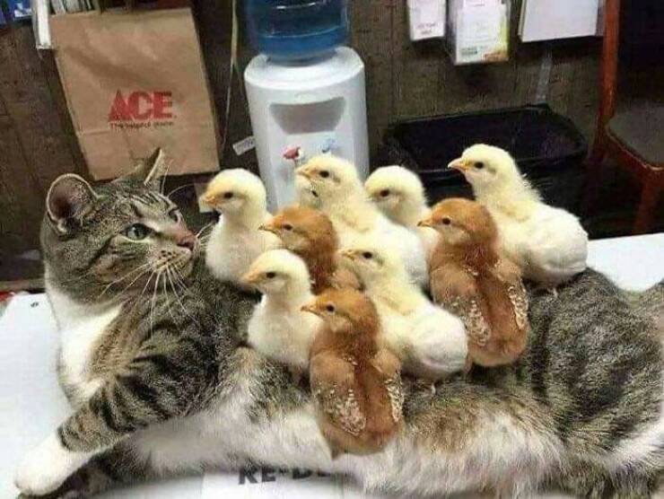 random pics - cat with baby chicks - The Re