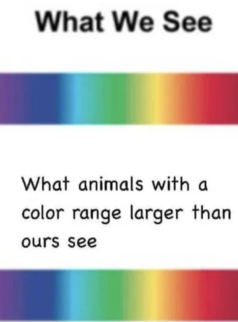 Pictures that techincally tell the truth - high iq meme - What We See What animals with a color range larger than ours see