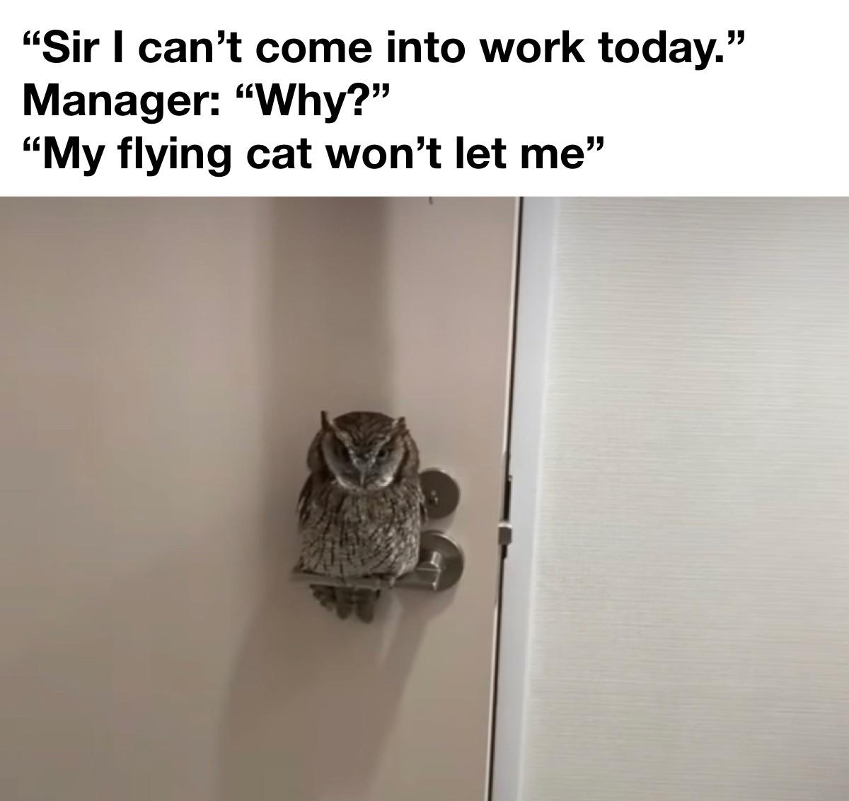 funny memes - royal mail special delivery - "Sir I can't come into work today." Manager "Why?" "My flying cat won't let me"