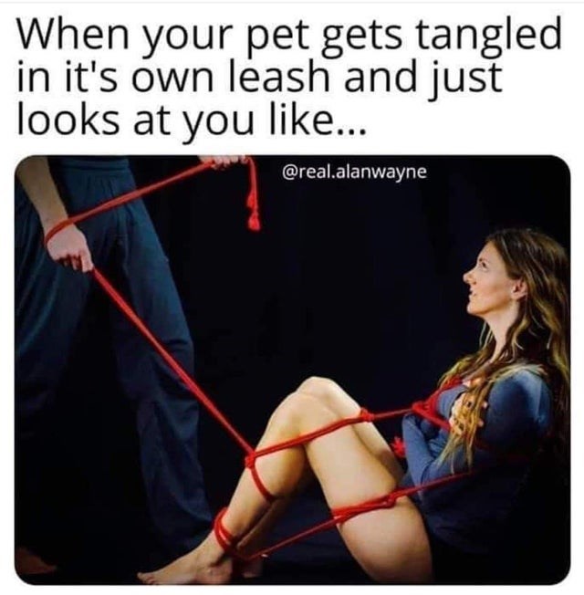 daily dose of randoms - sexy kinky memes - When your pet gets tangled in it's own leash and just looks at you ... .alanwayne