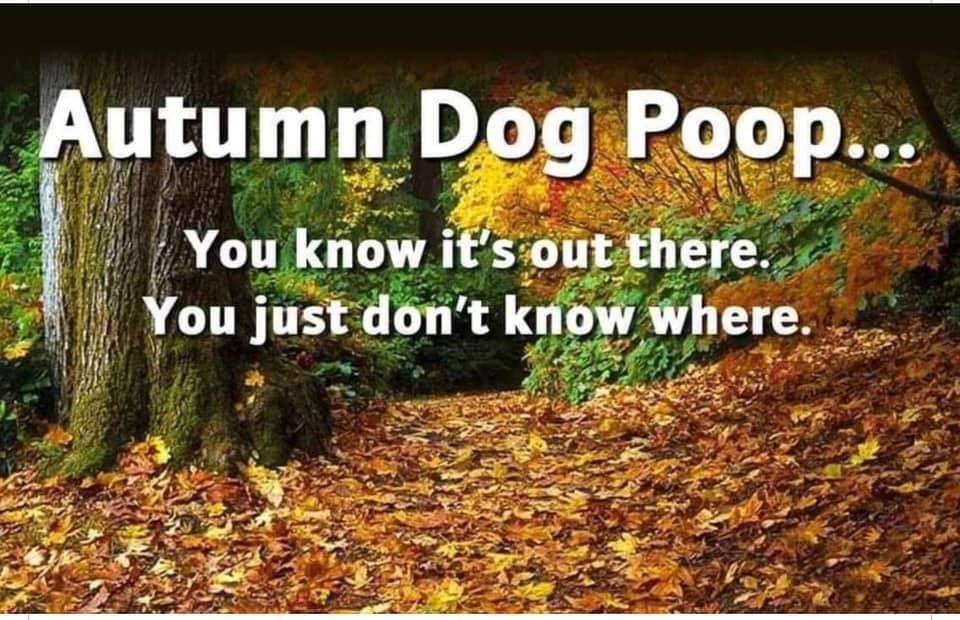 daily dose of randoms - autumn leaves - Autumn Dog Poop... You know it's out there. You just don't know where.