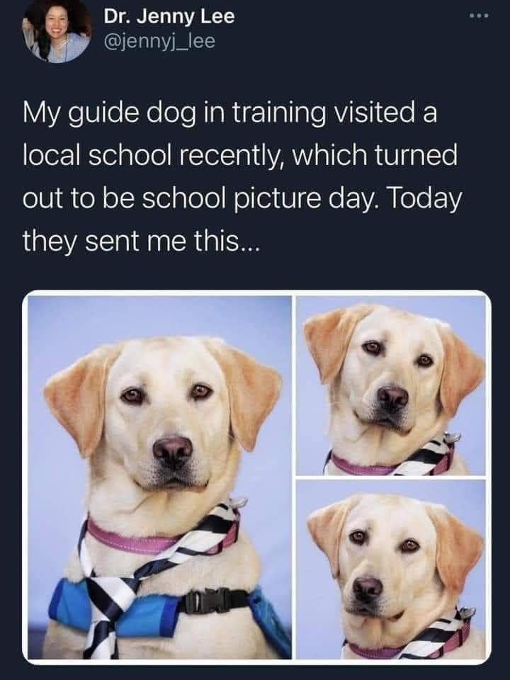 daily dose of randoms - guide dog memes - Dr. Jenny Lee My guide dog in training visited a local school recently, which turned out to be school picture day. Today they sent me this...