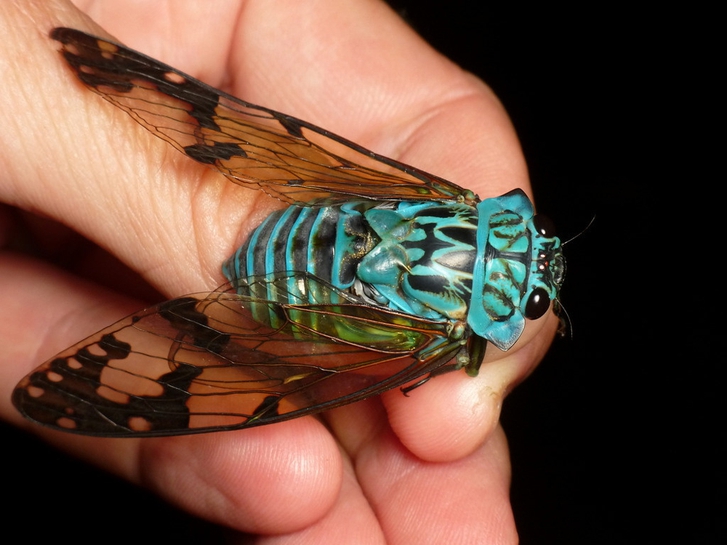 daily dose of randoms - emerald cicada - Wed