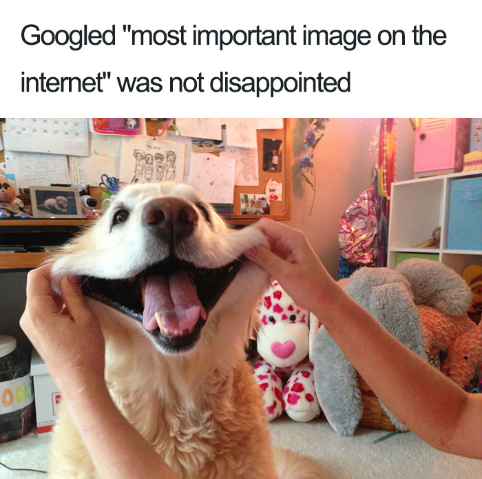 funny cute dog memes - Googled "most important image on the internet" was not disappointed 000 Shop 2001