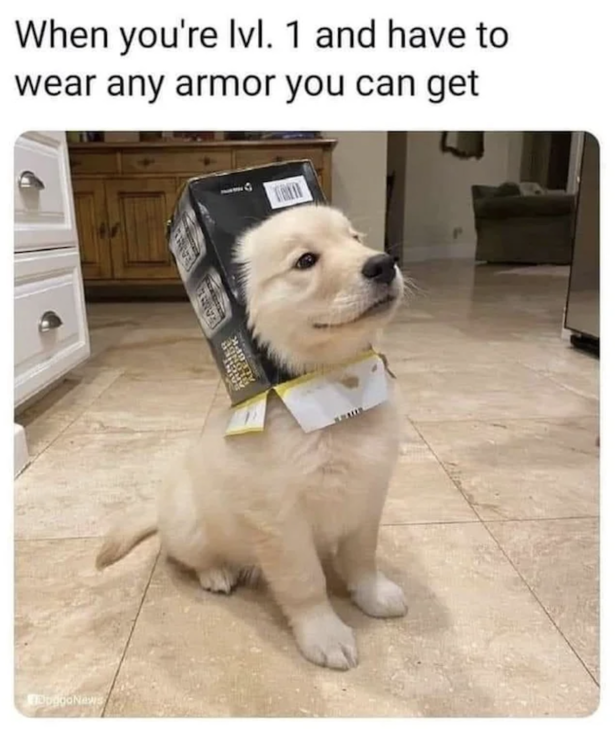 Gaming memes - gaming dog meme - When you're lvl. 1 and have to wear any armor you can get