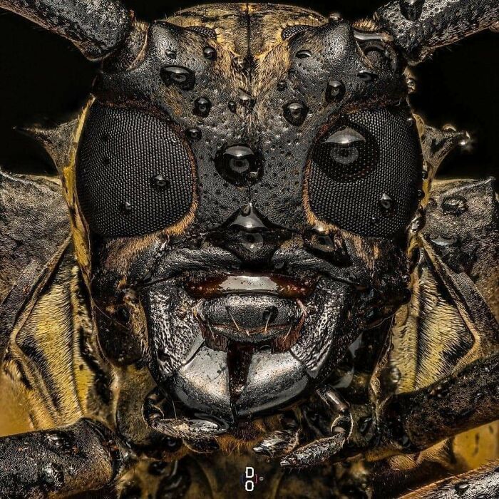 Close Up Look At A Longhorn Beetle's Face