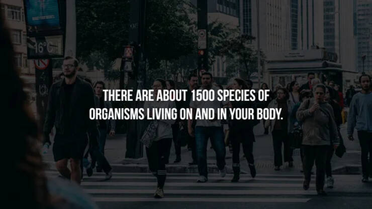 WTF Wednesday creepy pics - people walking - 16 There Are About 1500 Species Of Organisms Living On And In Your Body.