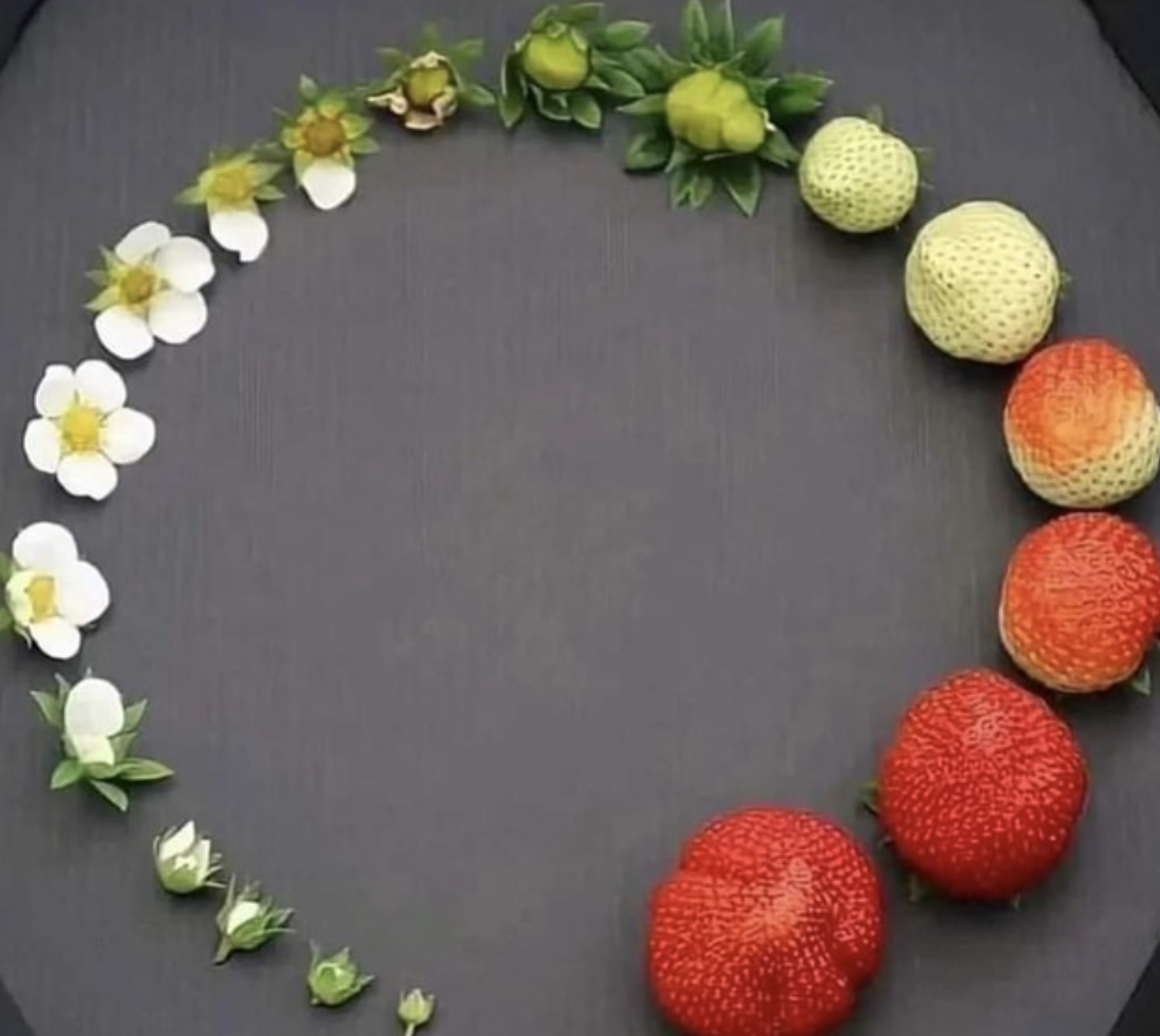Captivating pictures - strawberry life cycle