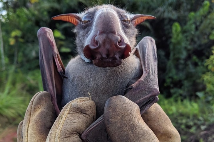 WTF Wednesday creepy pics - hammerhead bat