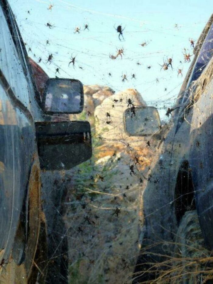 WTF Wednesday creepy pics - spiders between cars