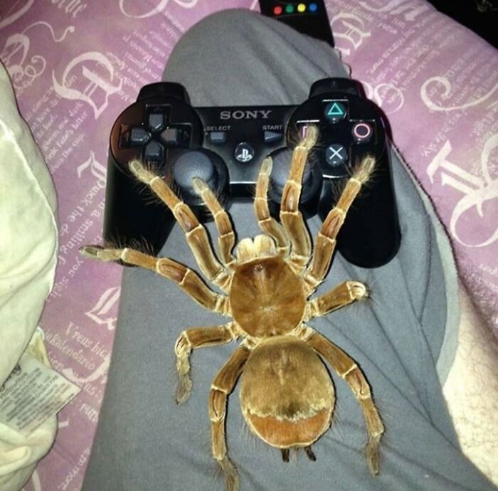 WTF Wednesday creepy pics - tarantula with game controller - D at have de gloom and dark Fink fate's batter you sigh magumui na smiling f Quick the d Sekalendario Vreus bic bien ens Put no more, Sony Select Start to Covert