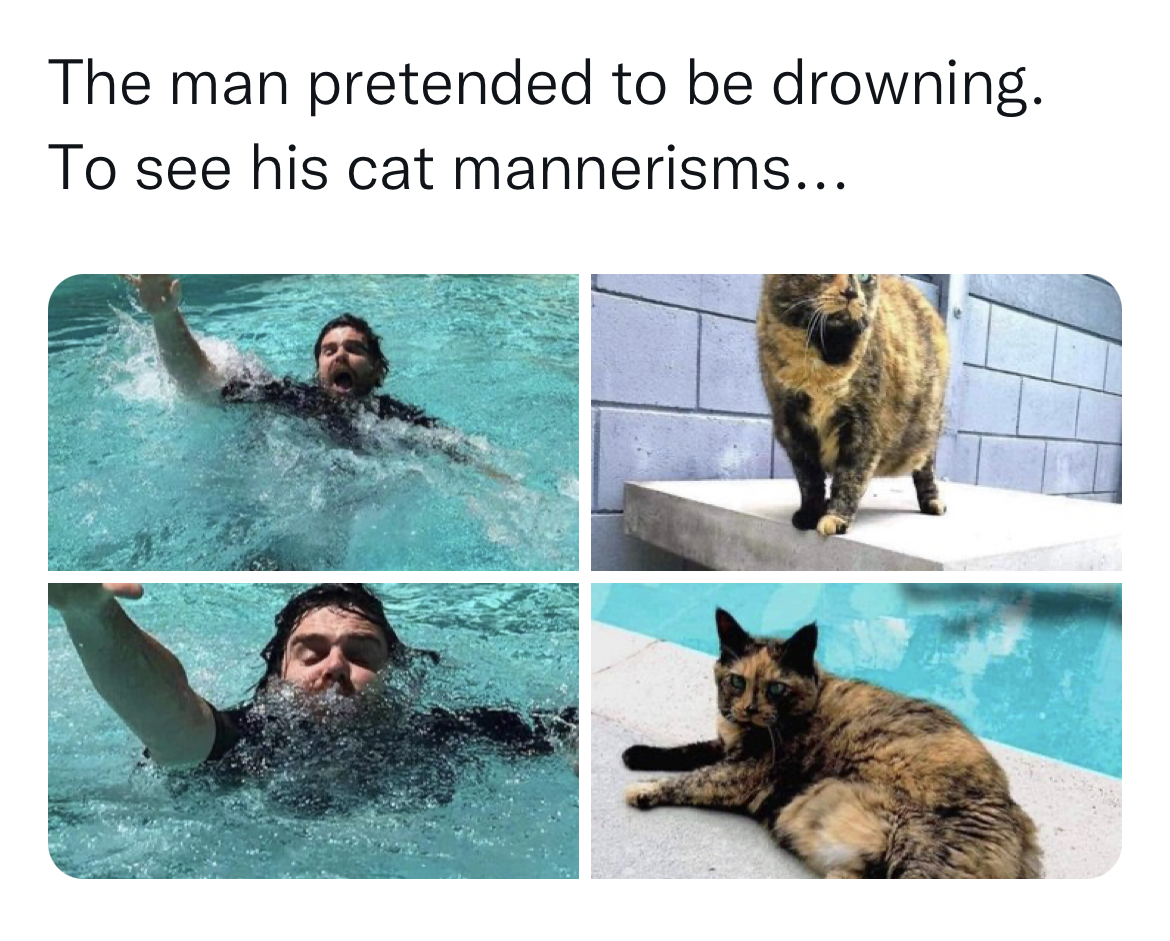 Fresh and funny tweets - fauna - The man pretended to be drowning. To see his cat mannerisms...
