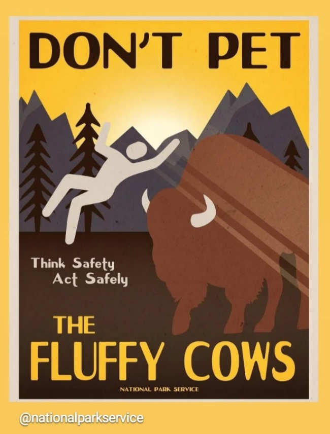 daily dose of randoms - don t pet the fluffy cows - Don'T Pet Think Safety Act Safely The Fluffy Cows National Park Service