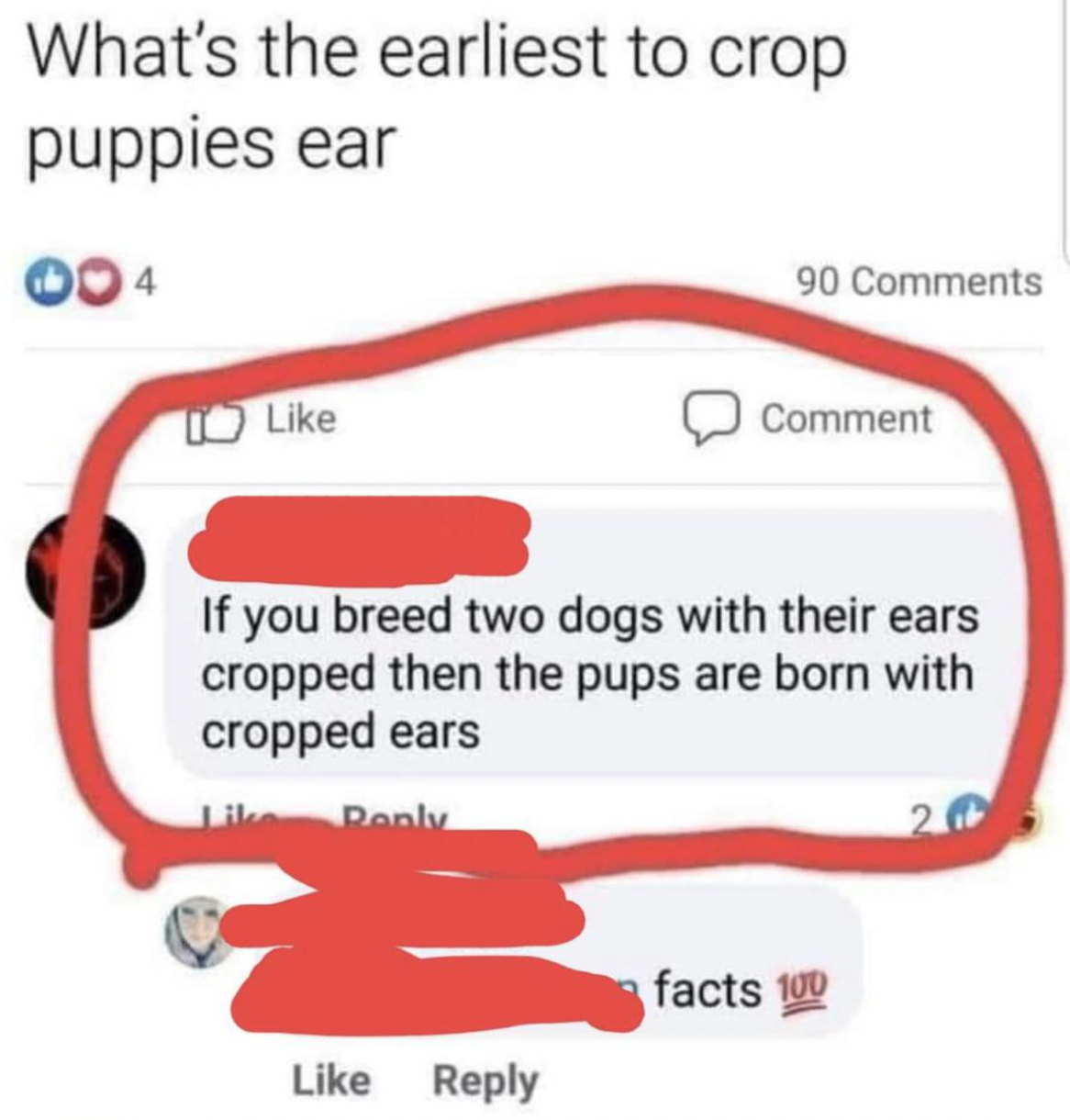 Confidently Incorrect - fashion accessory - What's the earliest to crop puppies ear