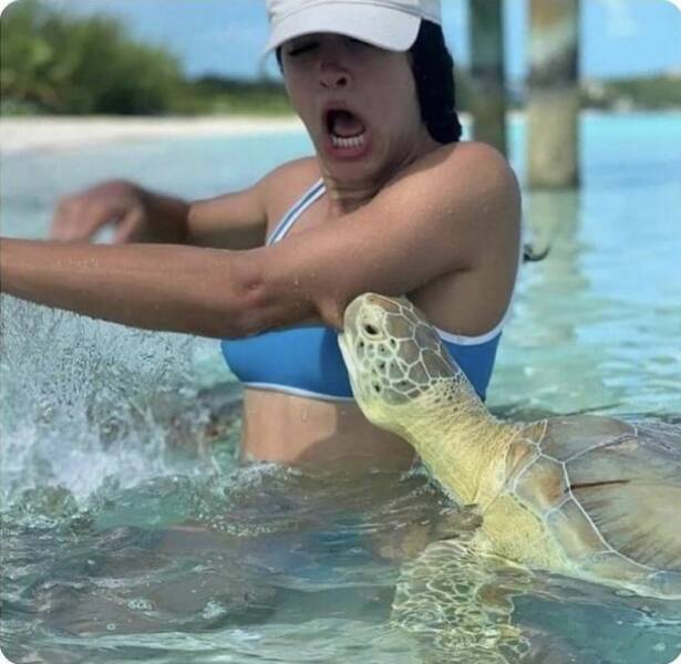 daily dose of randoms - sea turtle bite