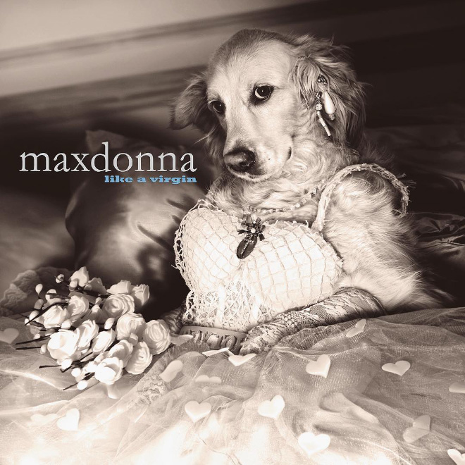 Dog Recreates Iconic Madonna Photos - madonna dog - maxdonna a virgin