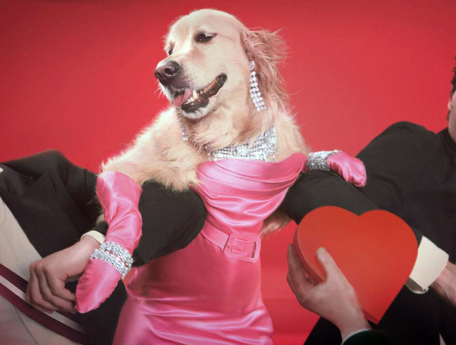 Dog Recreates Iconic Madonna Photos - madonna with dog