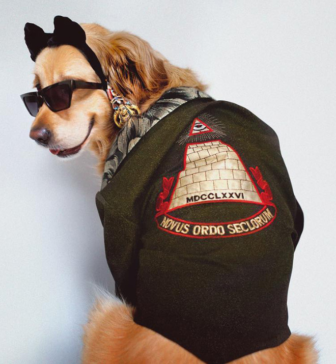 Dog Recreates Iconic Madonna Photos - dogs dressed as madonna