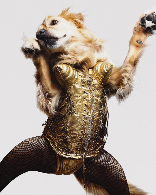 Dog Recreates Iconic Madonna Photos - madonna dog