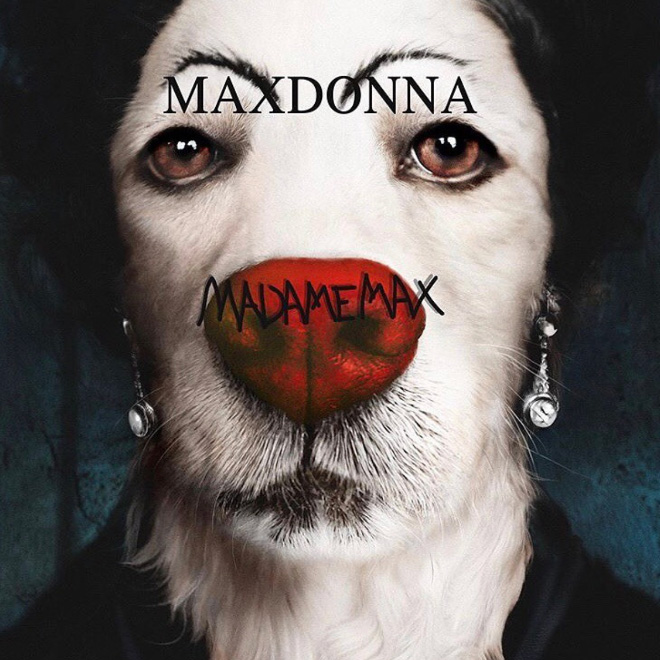 Dog Recreates Iconic Madonna Photos - maxdonna dog - Maxdonna Madame Max