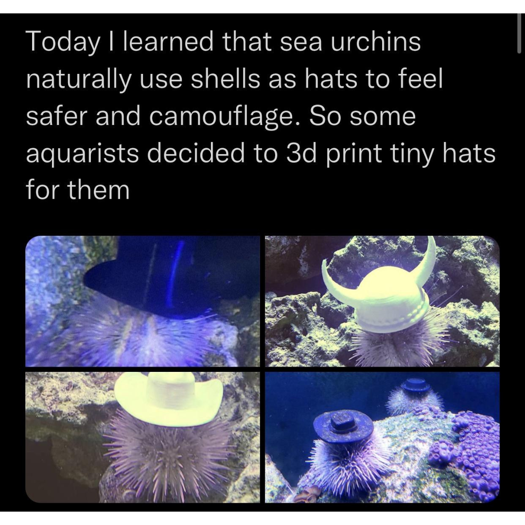 awesome random pics - marine invertebrates - Today I learned that sea urchins naturally use shells as hats to feel safer and camouflage. So some aquarists decided to 3d print tiny hats for them