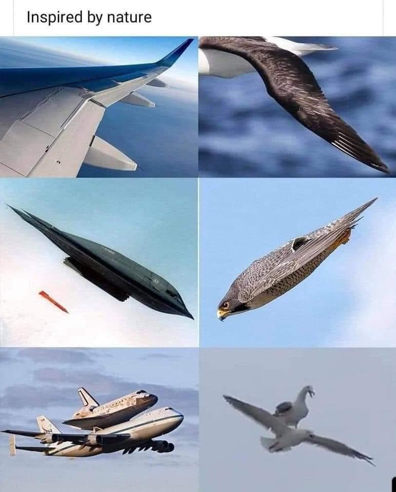 monday morning randomness - plane shaped like shark - Inspired by nature