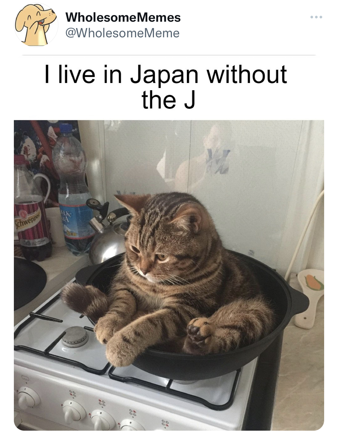 Fresh Daily Tweets - save japan dolphins - Schwen WholesomeMemes I live in Japan without the J www